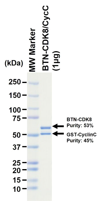 The purity was assessed by SDS-PAGE/CBB staining.